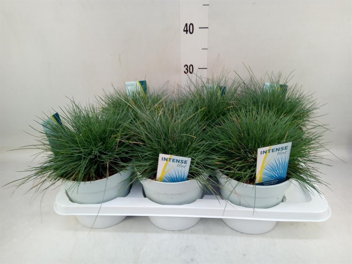 <h4>Festuca glauca 'Intens Blue'</h4>