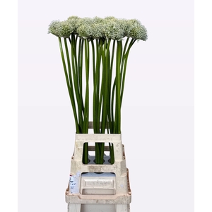 ALLIUM MOUNT EVEREST