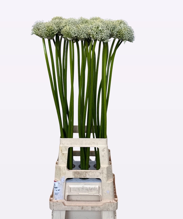 <h4>ALLIUM MOUNT EVEREST</h4>