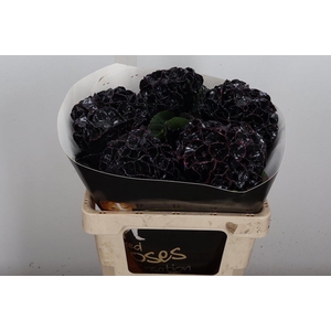 Hydr Wx (55cm) Zwart