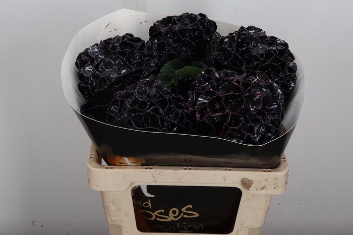 <h4>Hydr Wx (55cm) Zwart</h4>