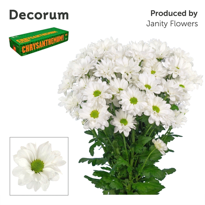 <h4>Chr T Kennedy Decorum</h4>
