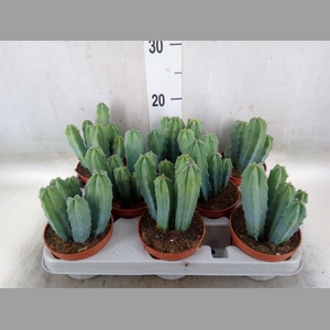 Cereus   ...