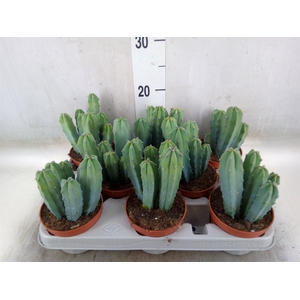 Cereus   ...