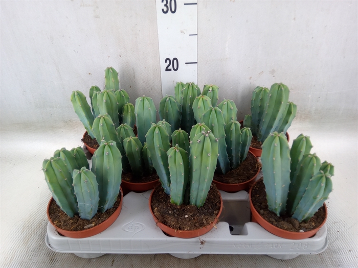 <h4>Cereus   ...</h4>