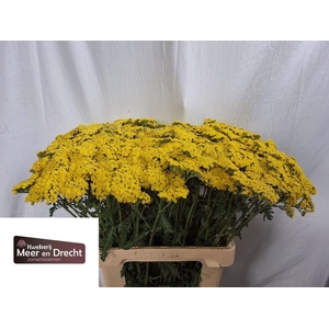 ACHILLEA  'SASSY SUMMER LEMON'