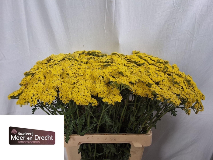 <h4>ACHILLEA  'SASSY SUMMER LEMON'</h4>