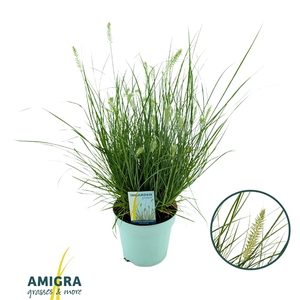 Pennisetum alopecuroides 'Little Bunny'
