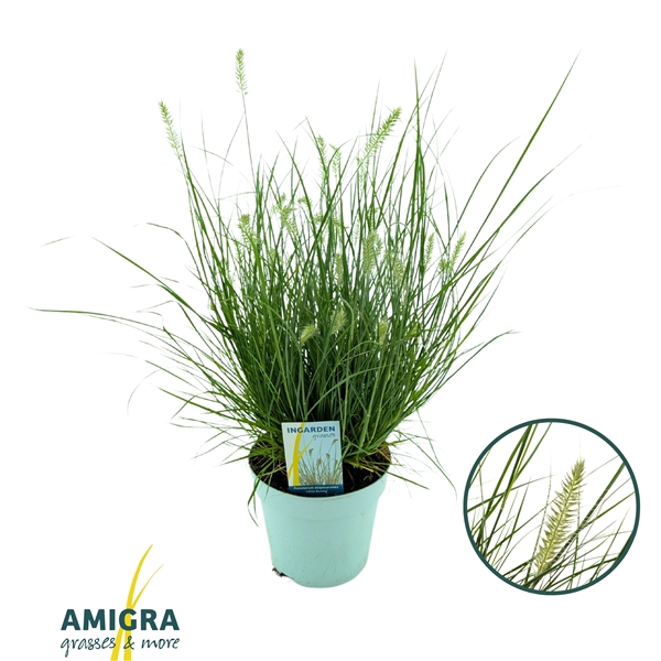 <h4>Pennisetum alopecuroides 'Little Bunny'</h4>
