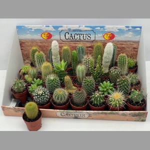 CACTUS GEM