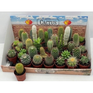 CACTUS GEM