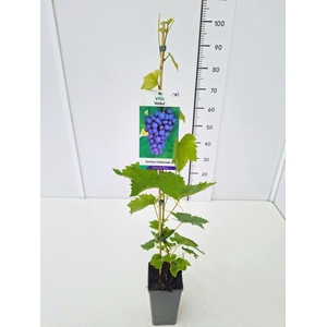 Vitis overig wit