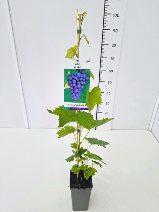 <h4>Vitis overig wit</h4>