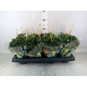 Peperomia caperata 'Lilian'