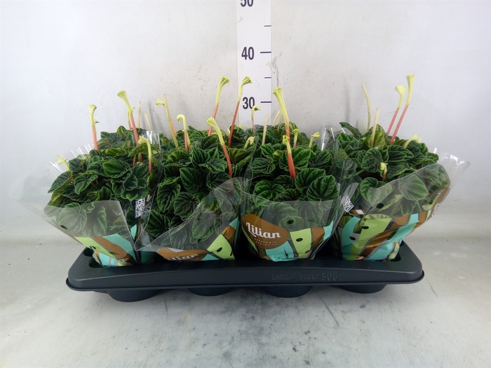 <h4>Peperomia caperata 'Lilian'</h4>