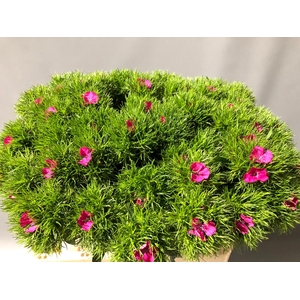 Dianthus Br Am Lord