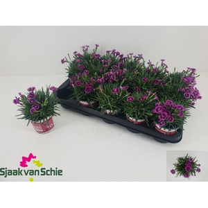 DIAN PICTURE PERFECT