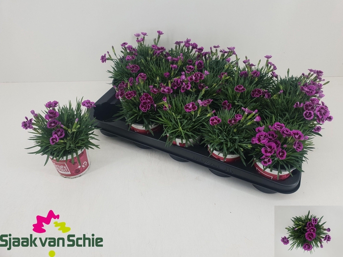 <h4>DIAN PICTURE PERFECT</h4>