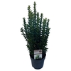 Euonymus jap. 'Green Spire' (Jean Hugues) sense C5