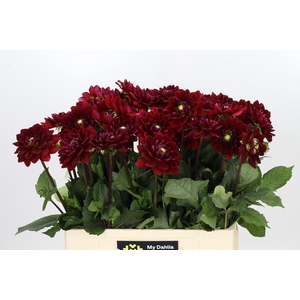 Dahlia DE 'Red Runner'