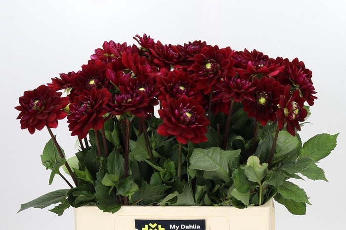 <h4>Dahlia DE 'Red Runner'</h4>