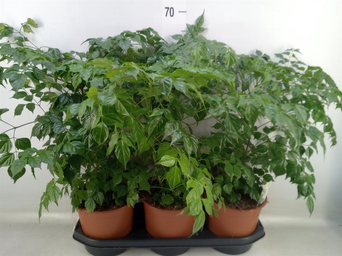 <h4>Radermachera sinica</h4>