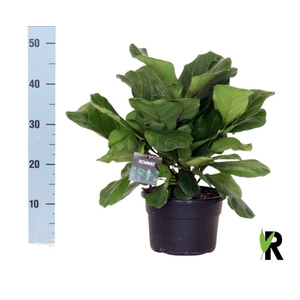 Ficus lyrata