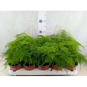Asparagus setaceus