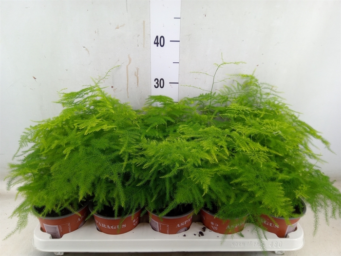 <h4>Asparagus setaceus</h4>