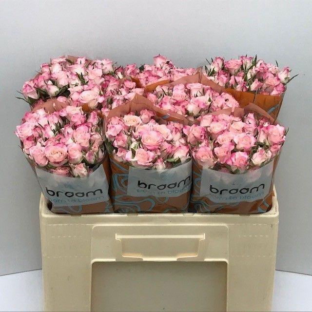 <h4>Rosa TR 'Speak Blossoms' BRAAM</h4>