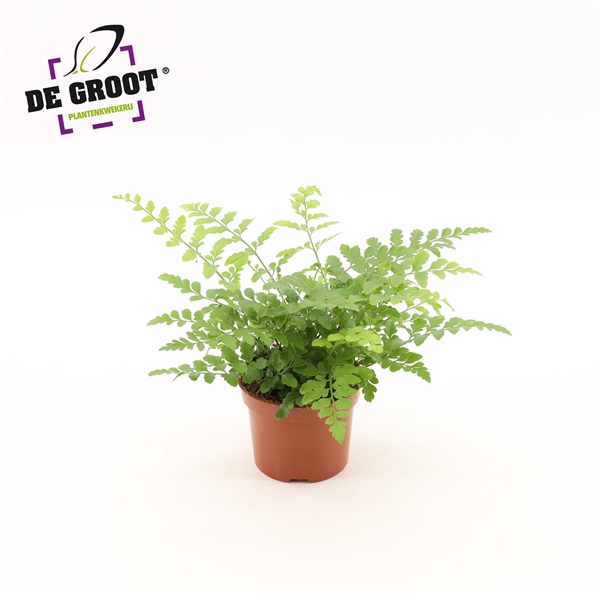 <h4>Asplenium parvati</h4>