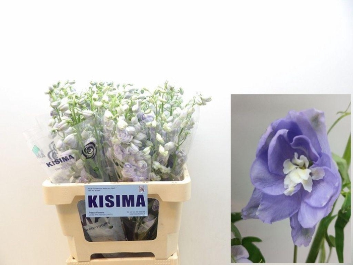 <h4>Delphinium el magic fountains lavender</h4>