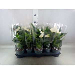 Anthurium  'Karma White'
