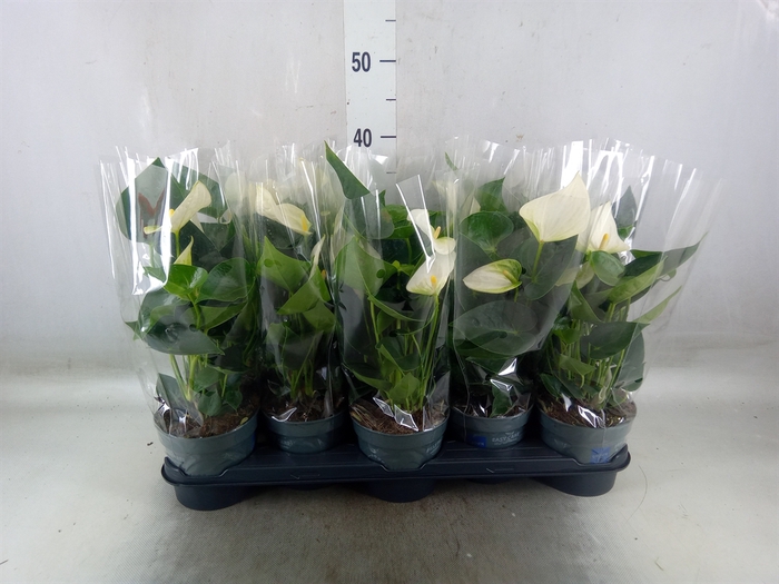 <h4>Anthurium  'Karma White'</h4>