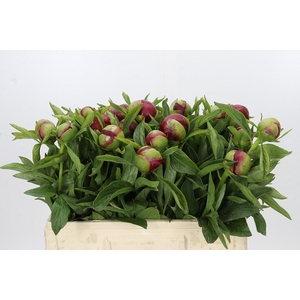 Paeonia Red Charm