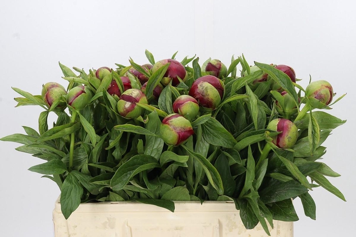 <h4>Paeonia Red Charm</h4>