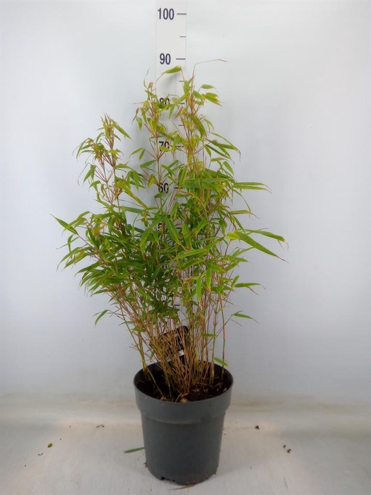 <h4>Fargesia rufa</h4>