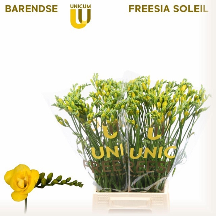 <h4>Freesia du Soleil</h4>