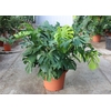 Monstera deliciosa
