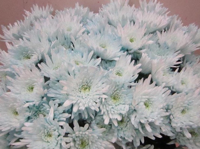 <h4>Chr T Topspin Sweet Blauw Tros</h4>