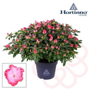 Hortinno® Home 'Princes Pinky' 35 - 37 cm