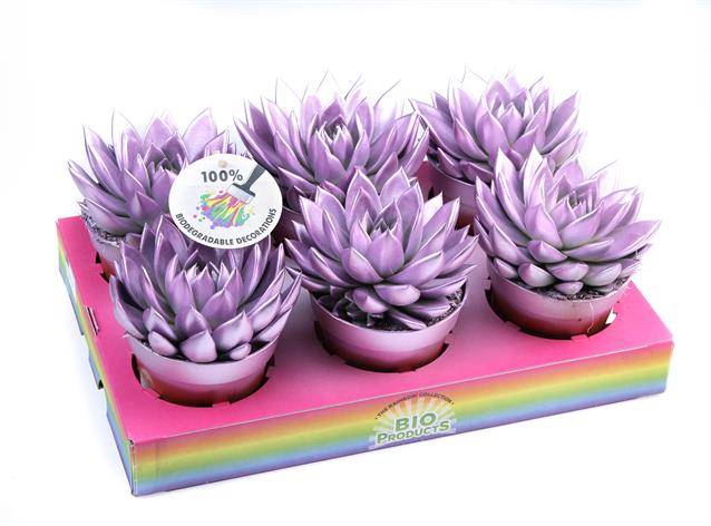 <h4>ECHEVERIA METALLIC PINK P12</h4>