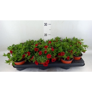 Calibrachoa  'Minifam Dk Red'