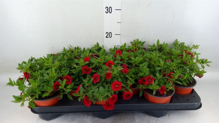 <h4>Calibrachoa  'Minifam Dk Red'</h4>