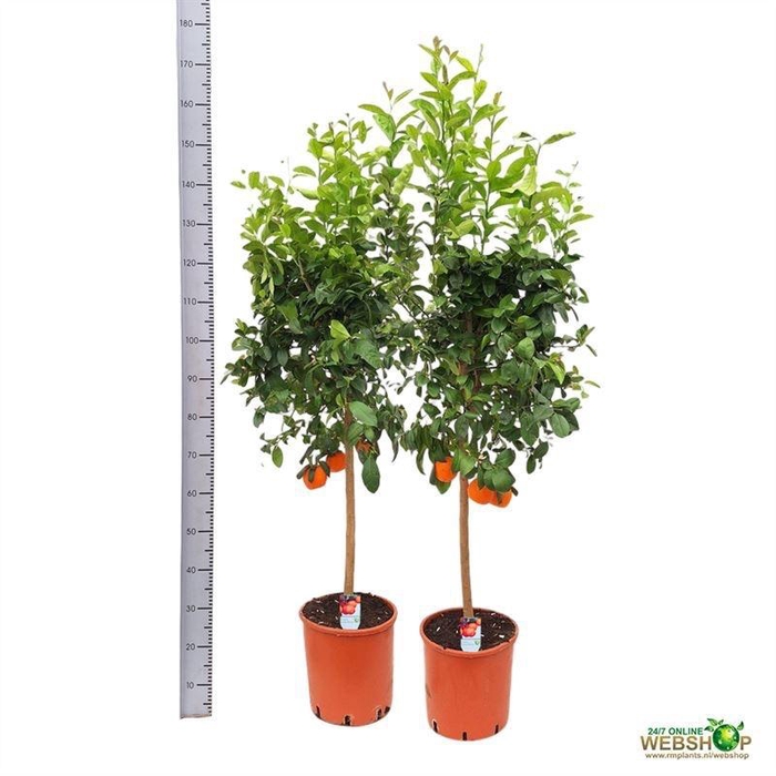 <h4>CITR AURANTIIFOLIA</h4>