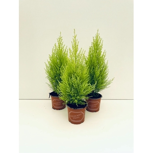 Cupressus macr. Goldcrest