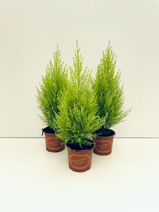 <h4>Cupressus macr. Goldcrest</h4>