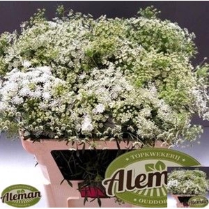AMMI GRACELAND AMMI MAJUS GRACELAND