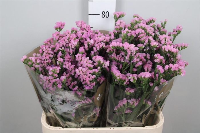 <h4>Lim S Pretty Wing</h4>