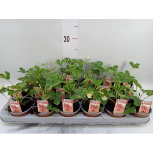 Fragaria ananassa 'Ostara'